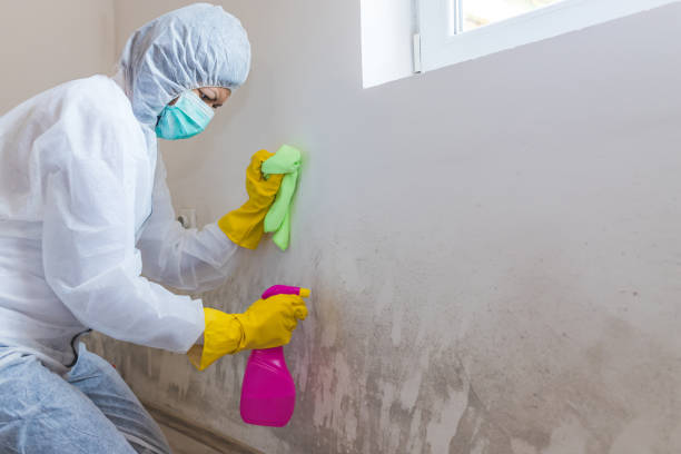 Best Mold Odor Removal Services in USA